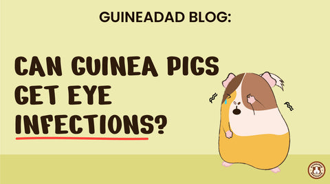 Can guinea pigs get eye infections