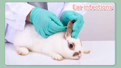 Ear infections in rabbits