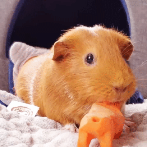 A Guinea Pig Eating a Carrot