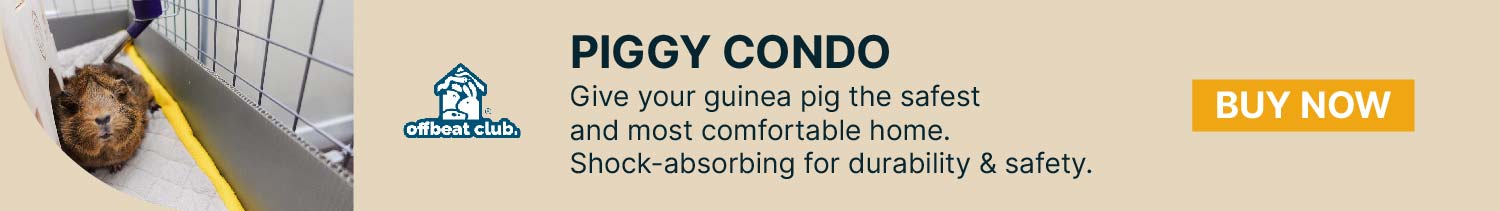 Guinea pig using the Offbeat Piggy Condo Guinea pig cage