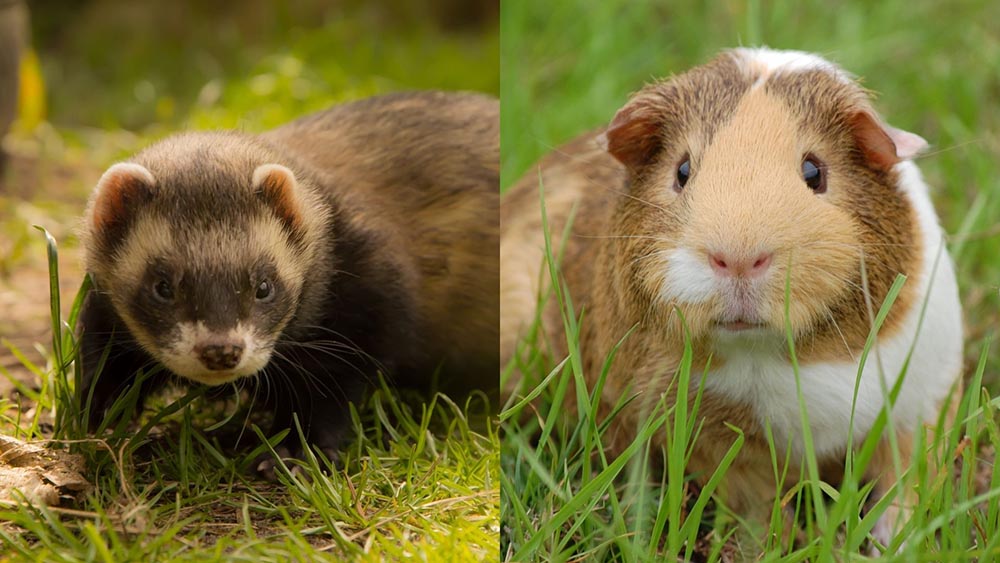 Ferret and guinea pig in the grass