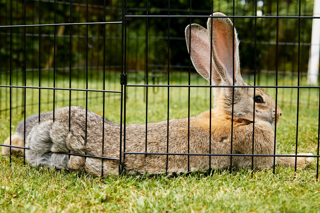 Giant Flemish Rabbit