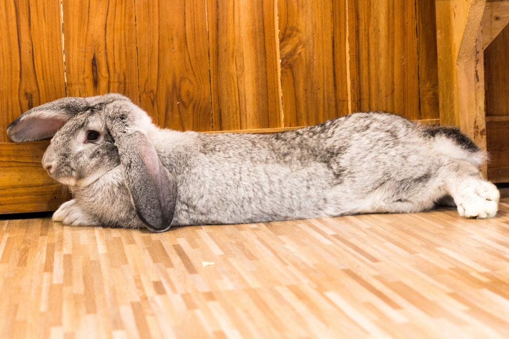 Giant Bunny stretched out . The Flemish Giant Rabbit is a huge rabbit.