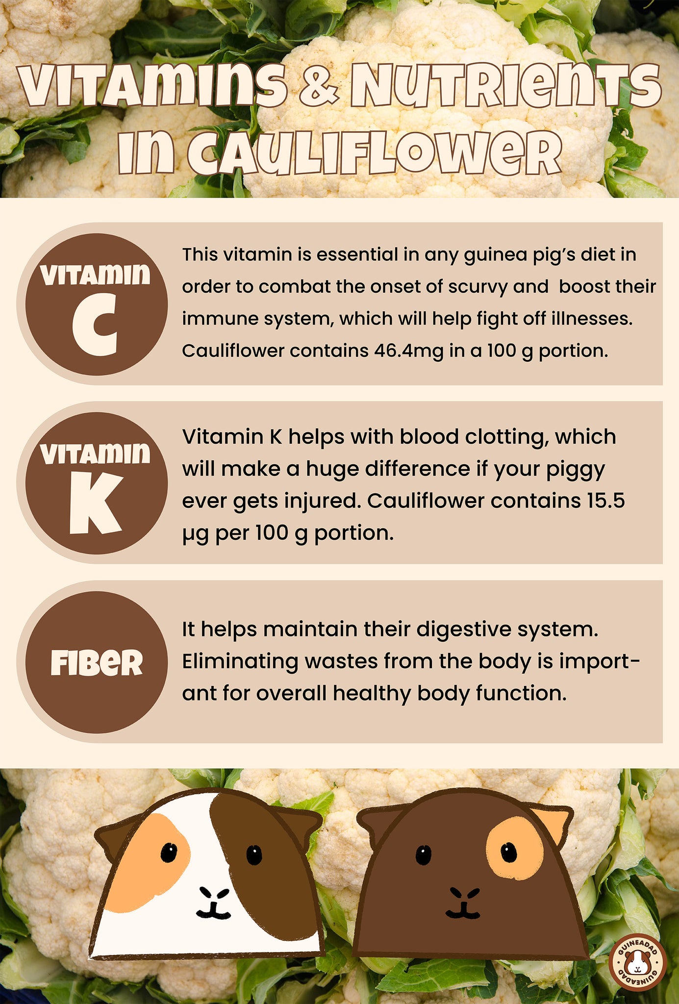 Infographic displaying the vitamins and nutrients in cauliflower for guinea pigs