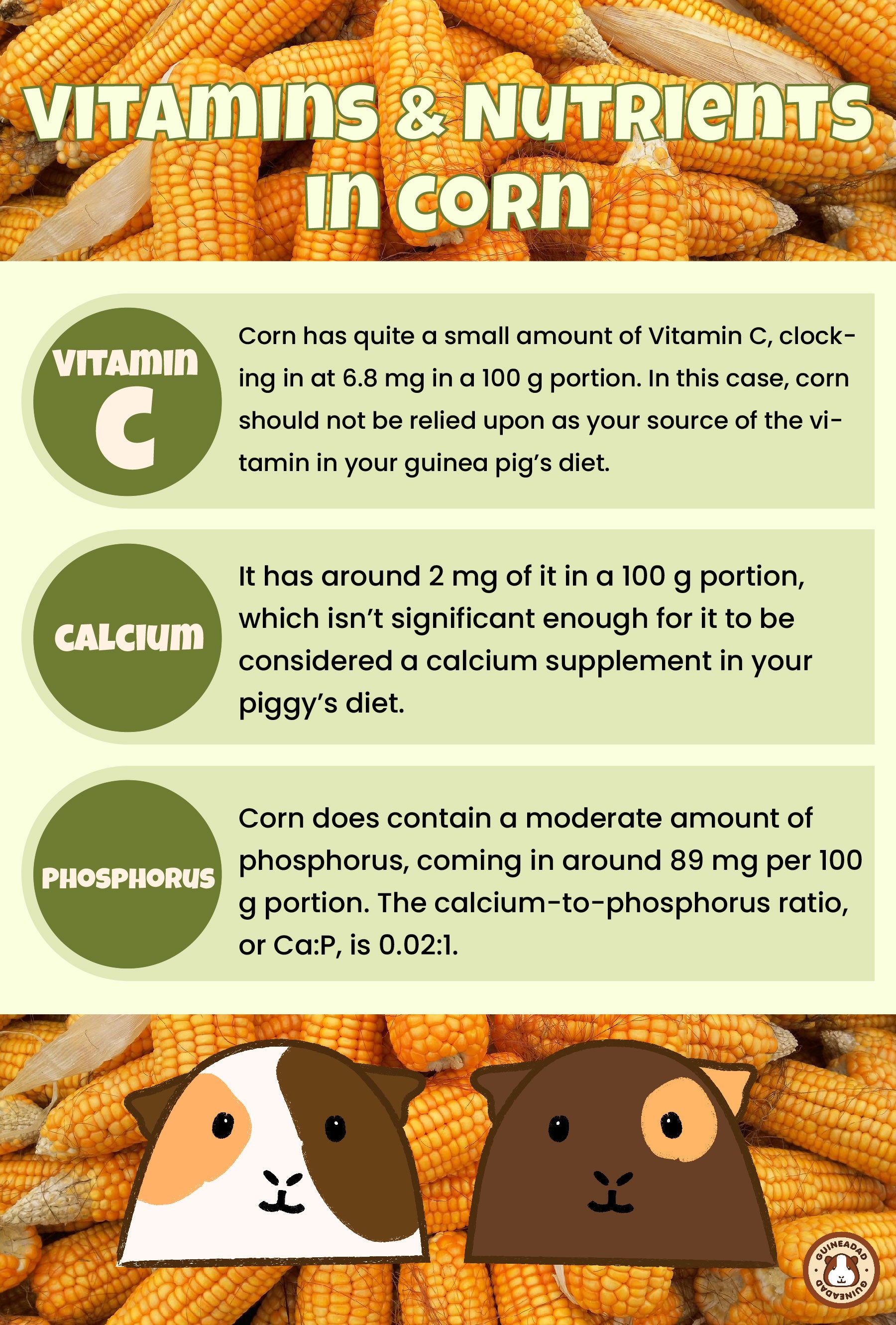 Infographic displaying the vitamins and nutrients in corn for guinea pigs