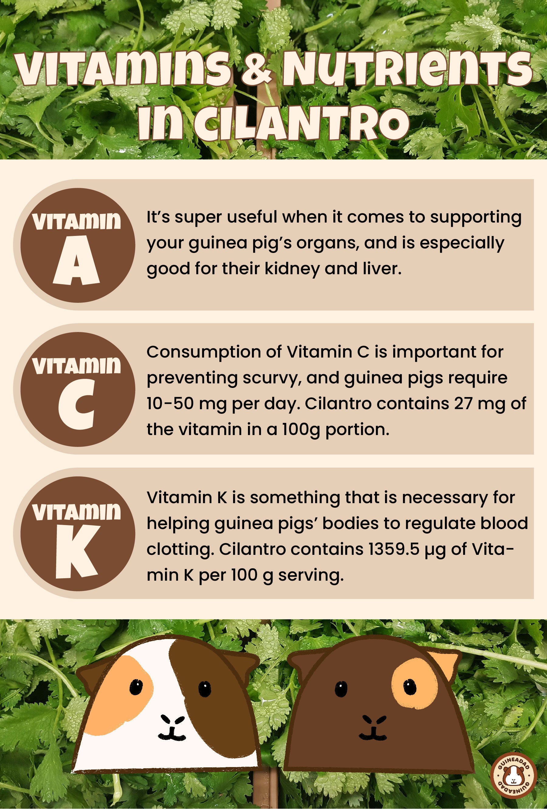 Infographic displaying the vitamins and nutrients in cilantro for guinea pigs