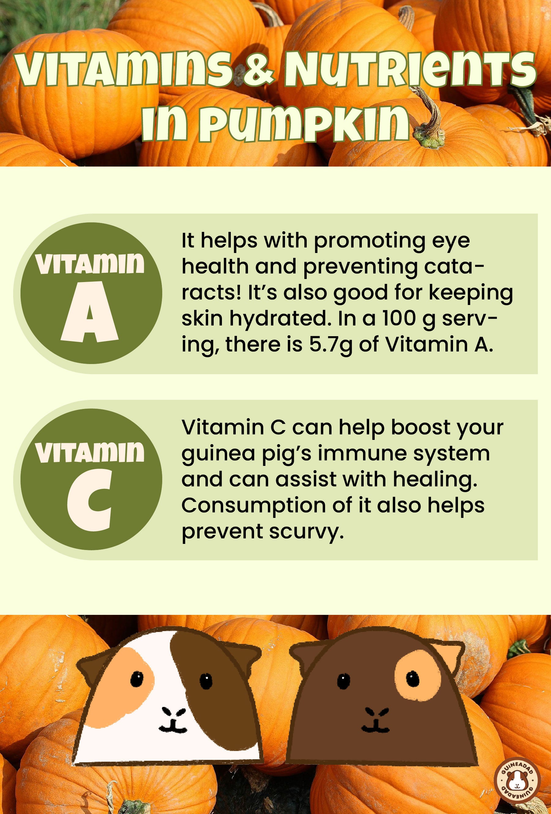 Infographic displaying the vitamins and nutrients in pumpkin for guinea pigs