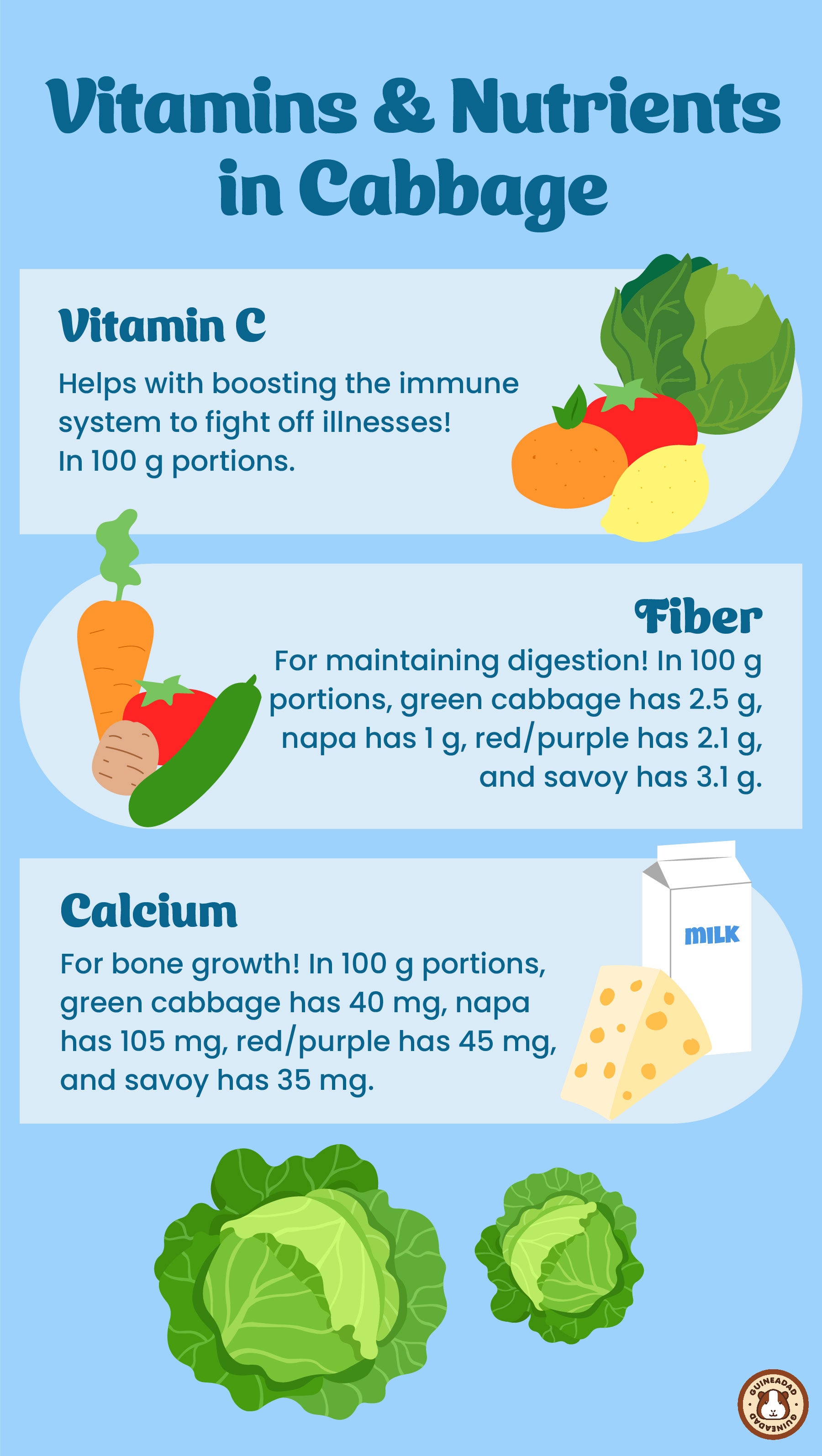 Infographic displaying the vitamins and nutrients in cabbage for guinea pigs