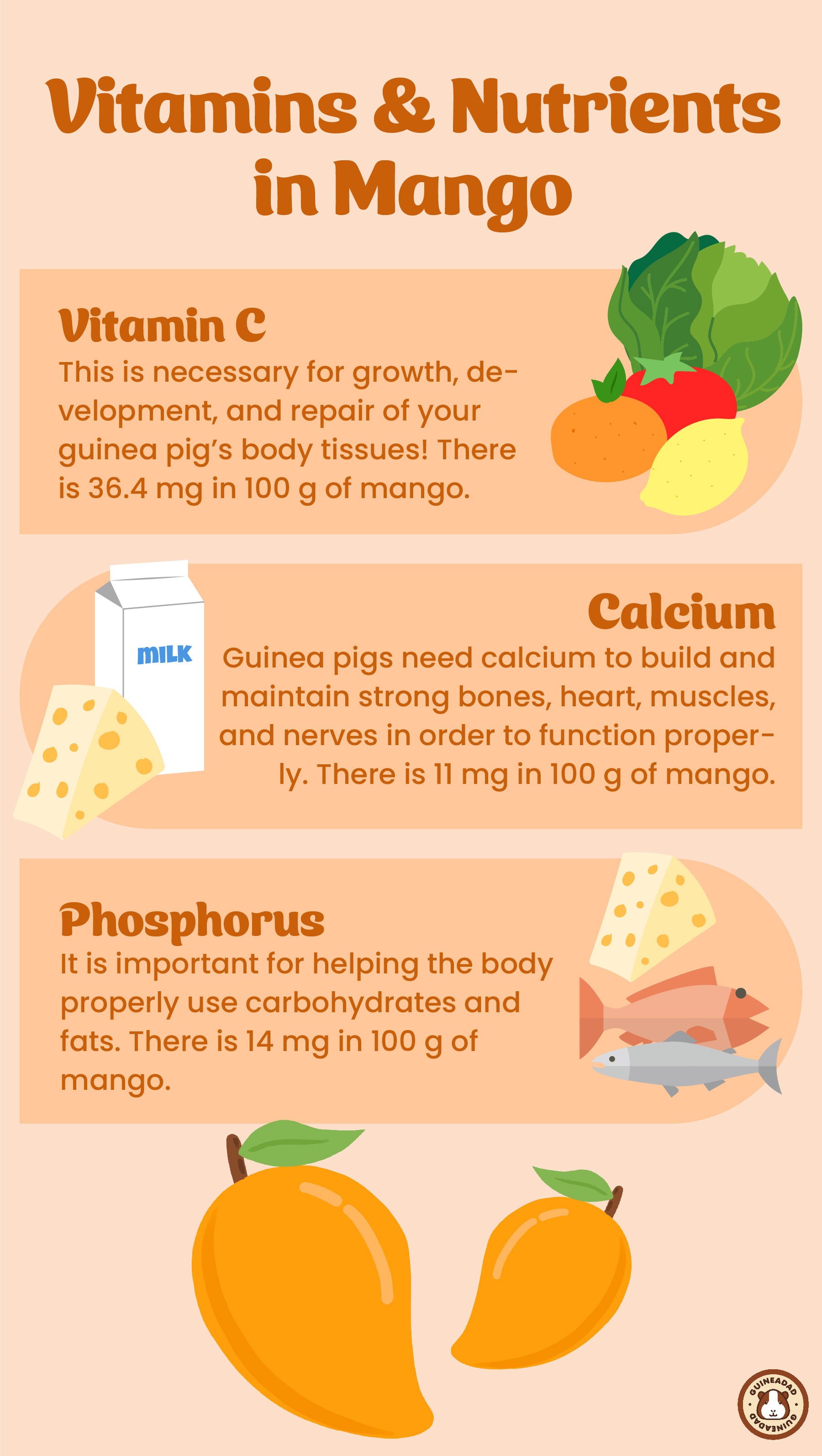 Infographic displaying the vitamins and other nutrients in mango for guinea pigs