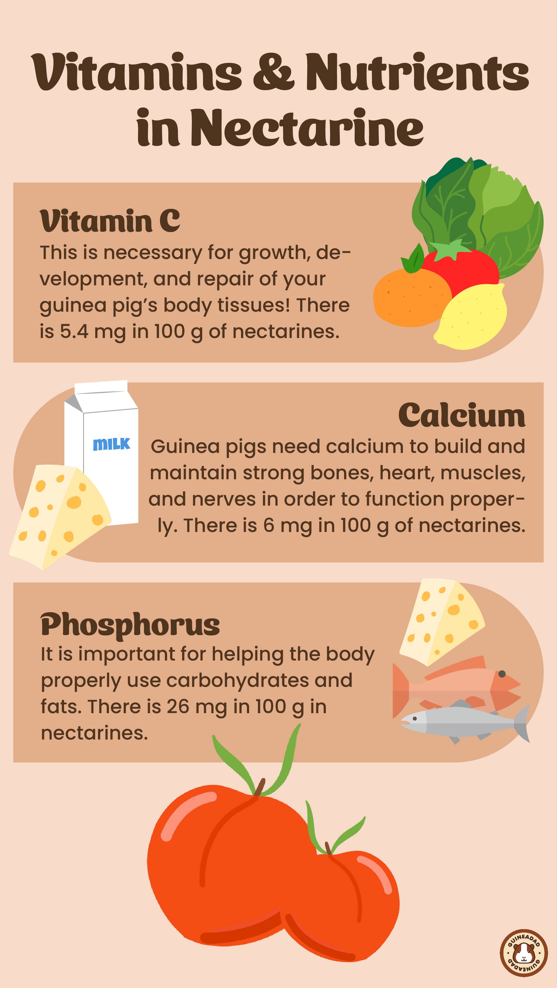 Infographic displaying the vitamins and nutrients in nectarines for guinea pigs