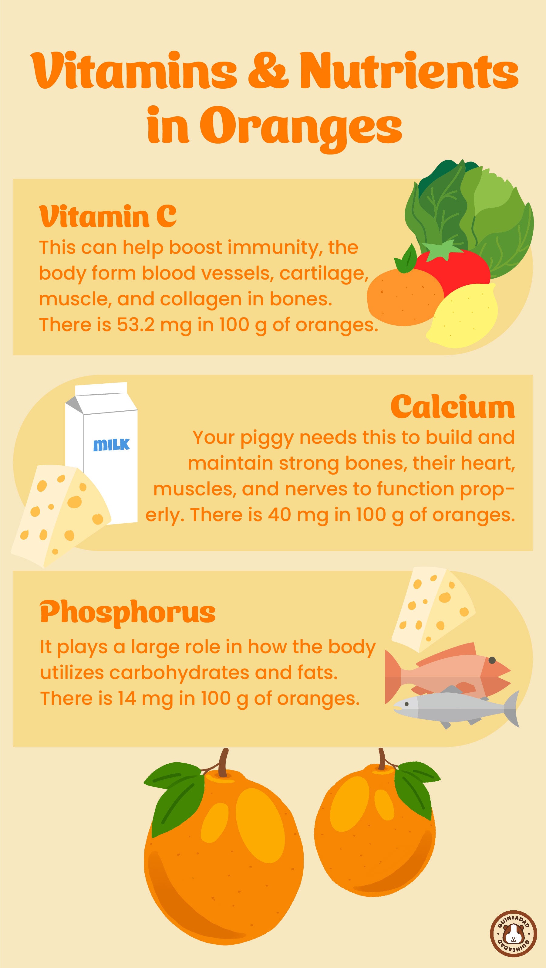 Infographic displaying the vitamins and nutrients in oranges for guinea pigs