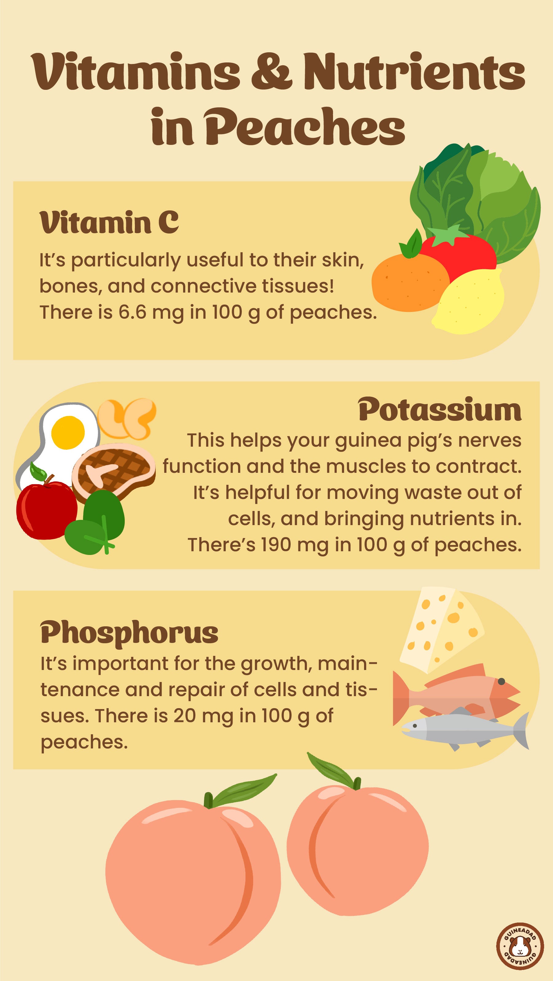 Infographic displaying the vitamins and nutrients in peaches for guinea pigs