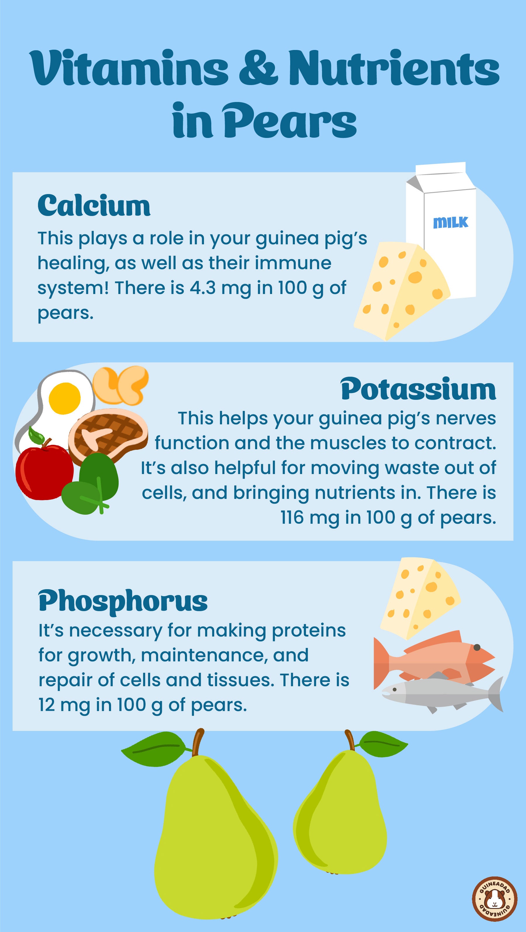 Infographic displaying the vitamins and nutrients in pears for guinea pigs