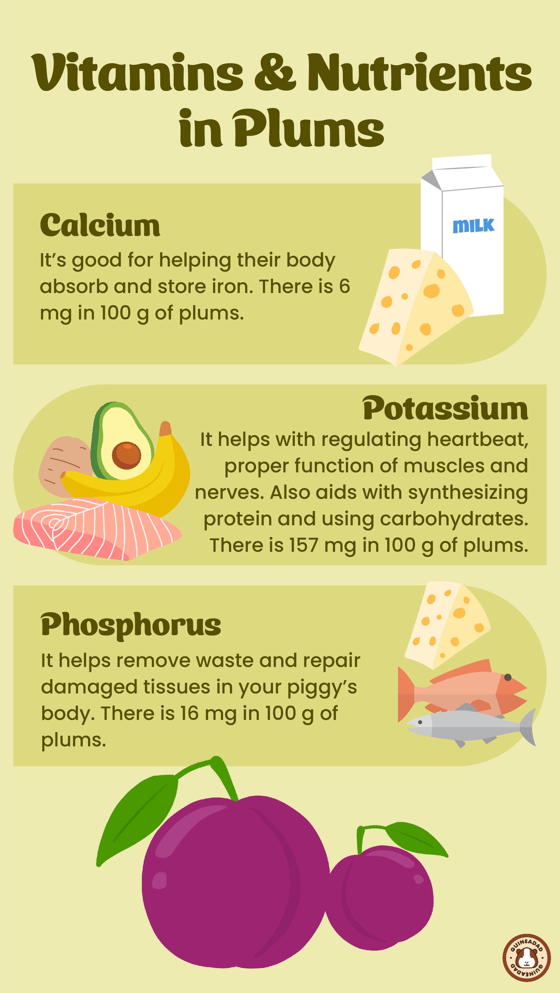Infographic displaying the vitamins and nutrients in plums for guinea pigs