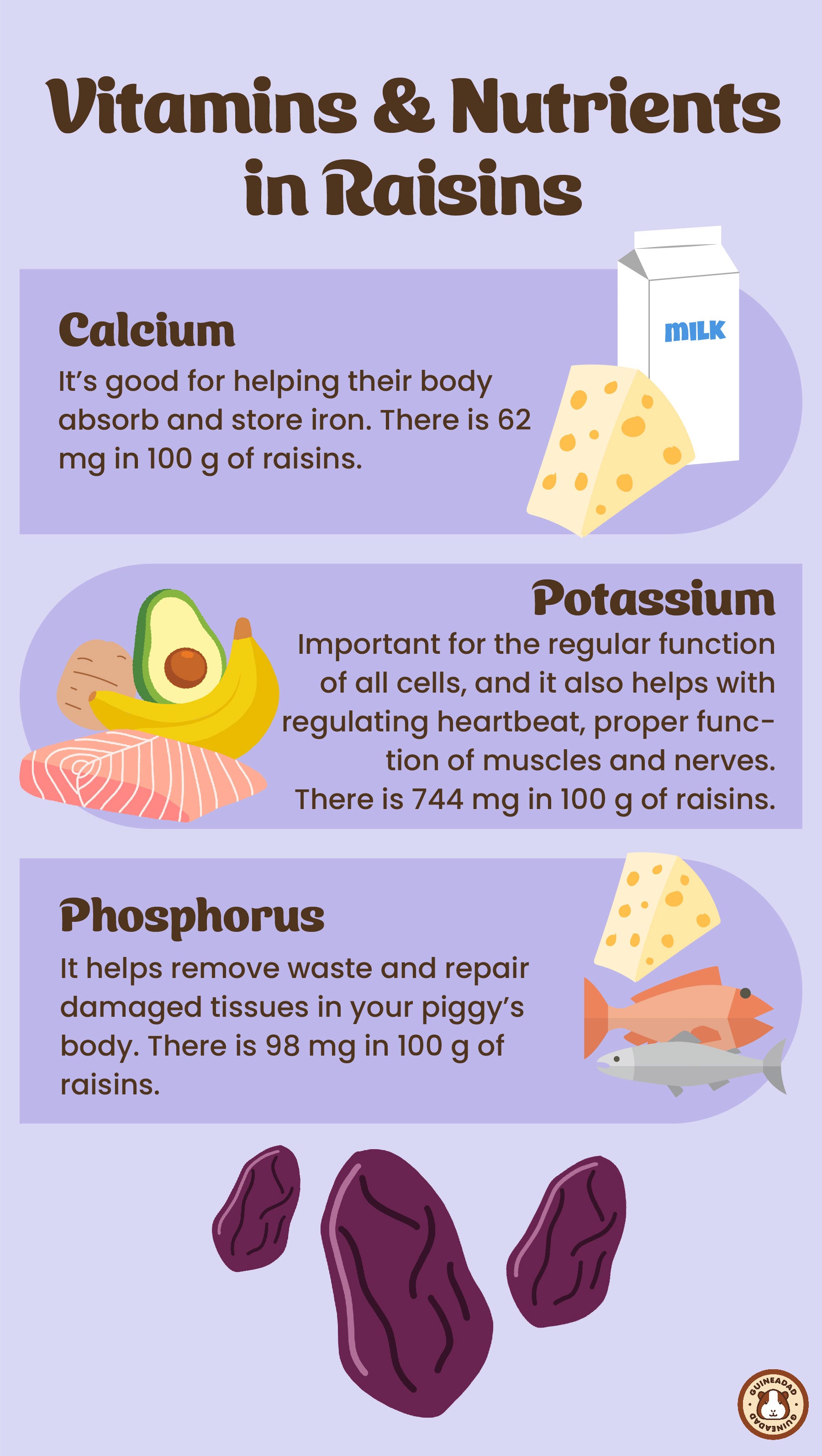 Infographic displaying the vitamins and nutrients in raisins for guinea pigs