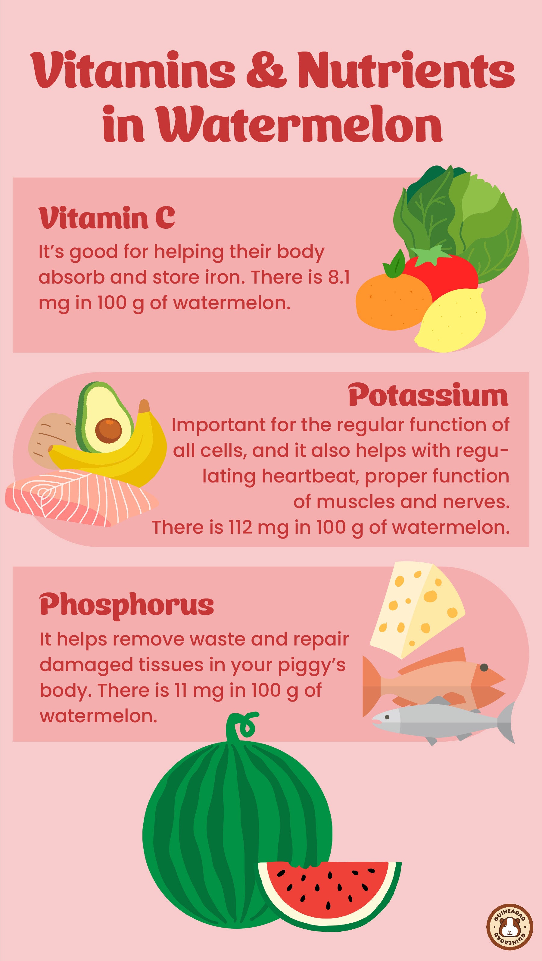 Infographic displaying the vitamins and nutrients in watermelon for guinea pigs