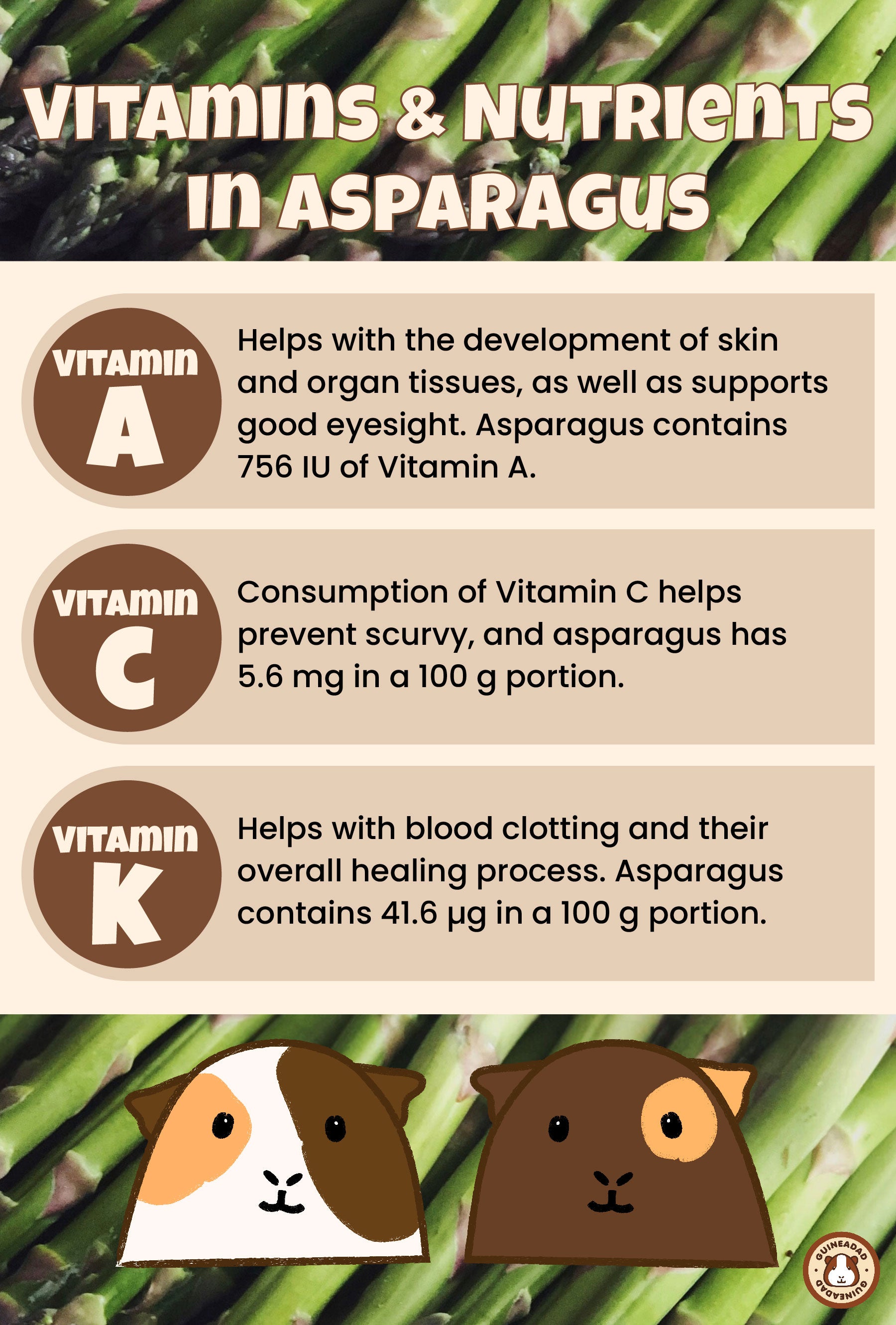 Infographic displaying the vitamins and other nutrients in asparagus for guinea pigs