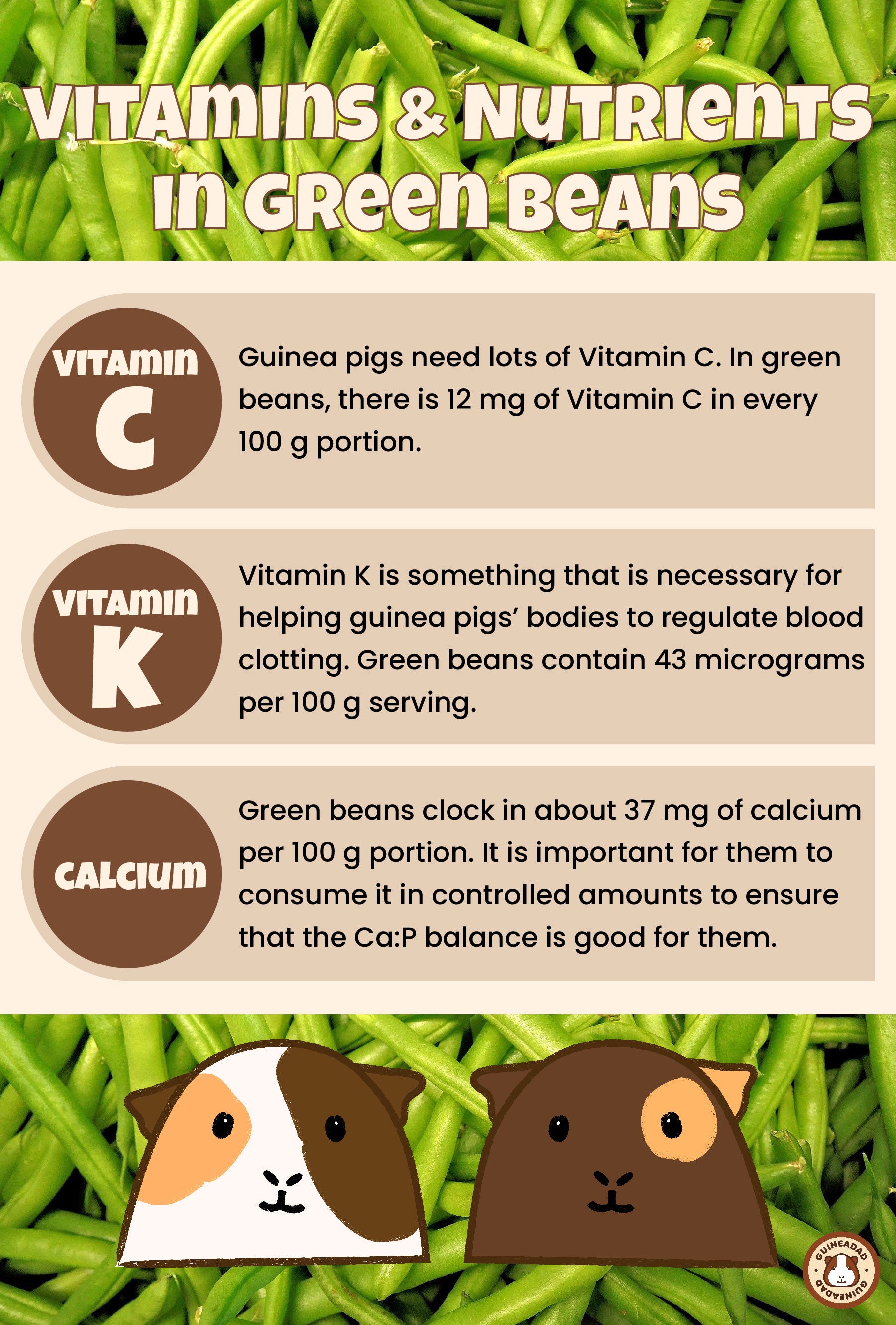 Infographic displaying the vitamins in nutrients in green beans for guinea pigs