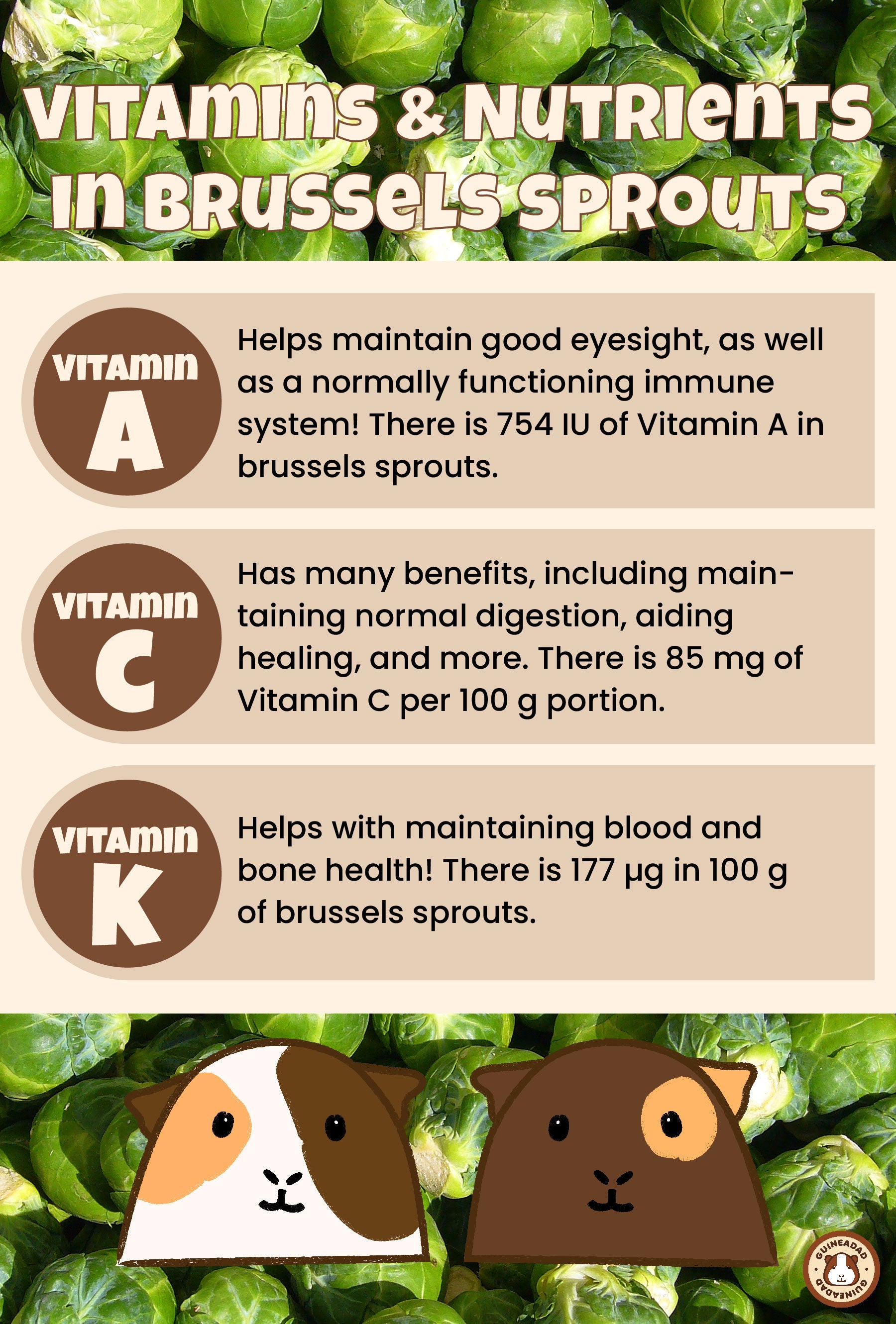 Infographic displaying the vitamins and nutrients in brussels sprouts for guinea pigs