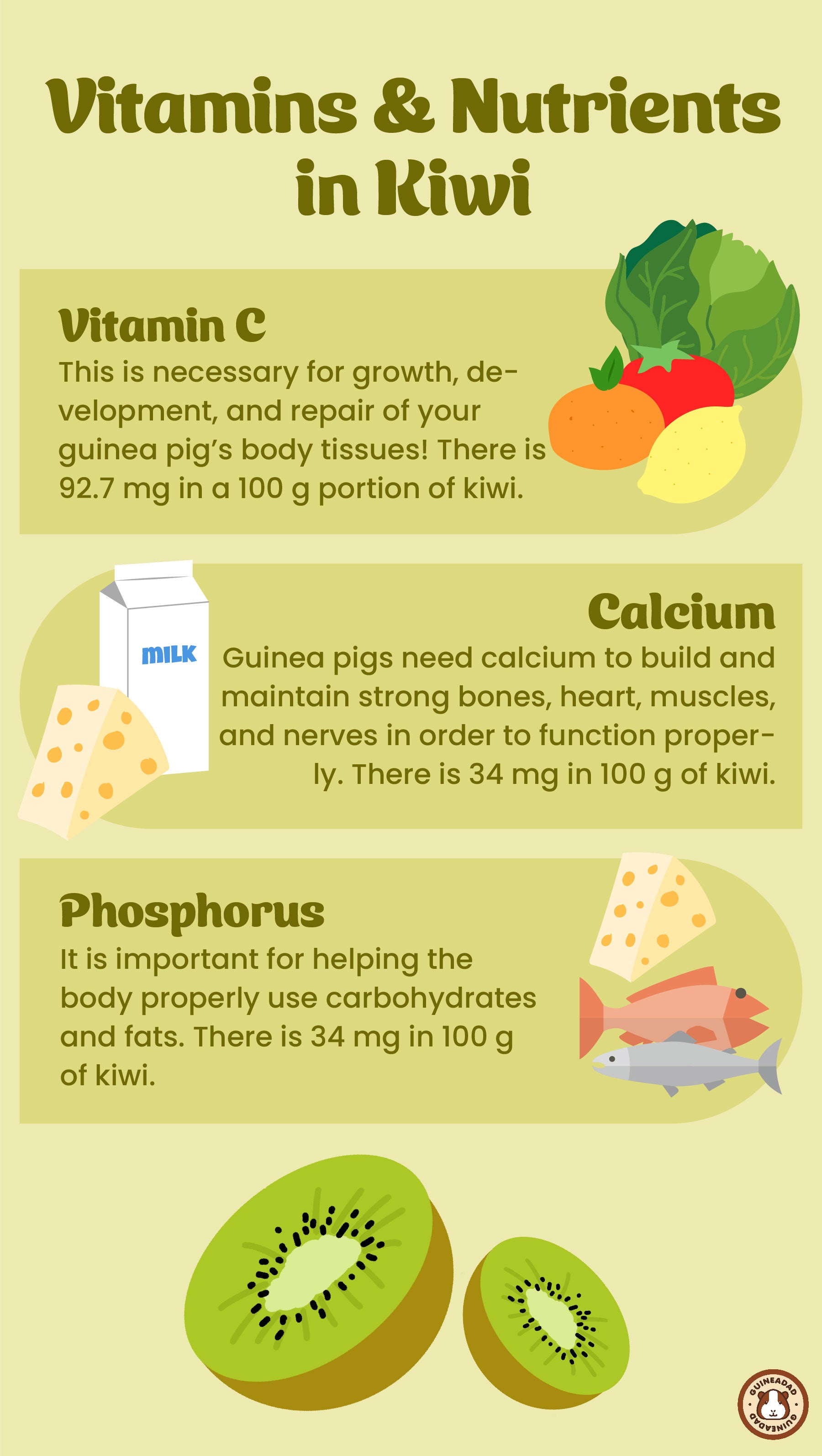 Infographic displaying the vitamins and other nutrients in kiwi for guinea pigs