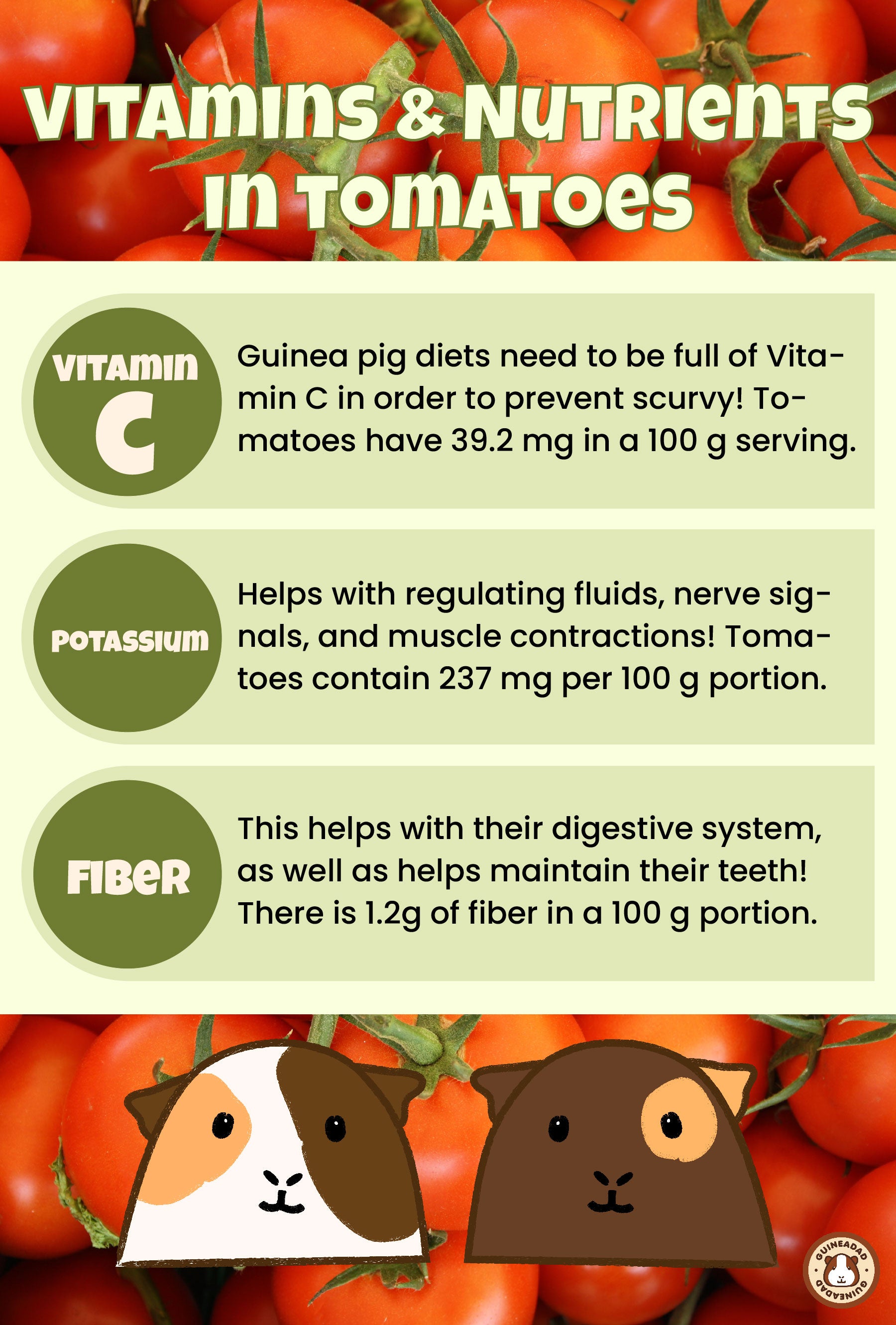 Infographic displaying the vitamins and other nutrients in tomatoes for guinea pigs