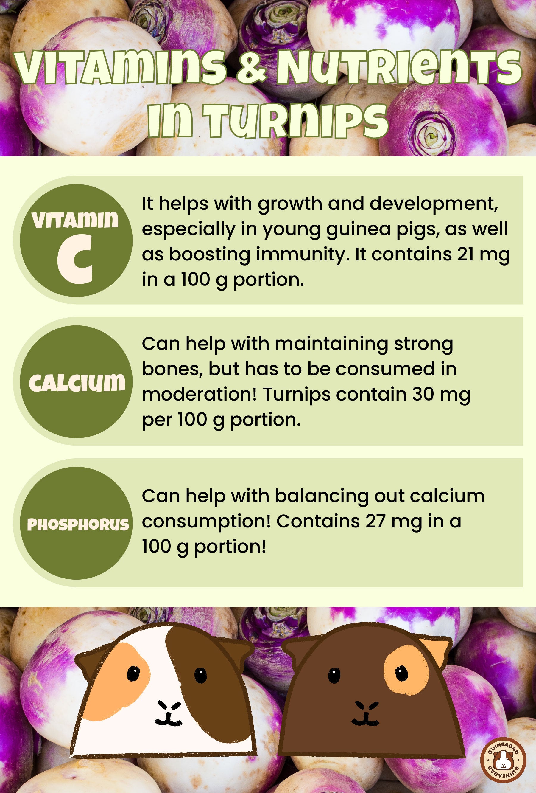 Infographic displaying the vitamins and other nutrients in turnips for guinea pigs
