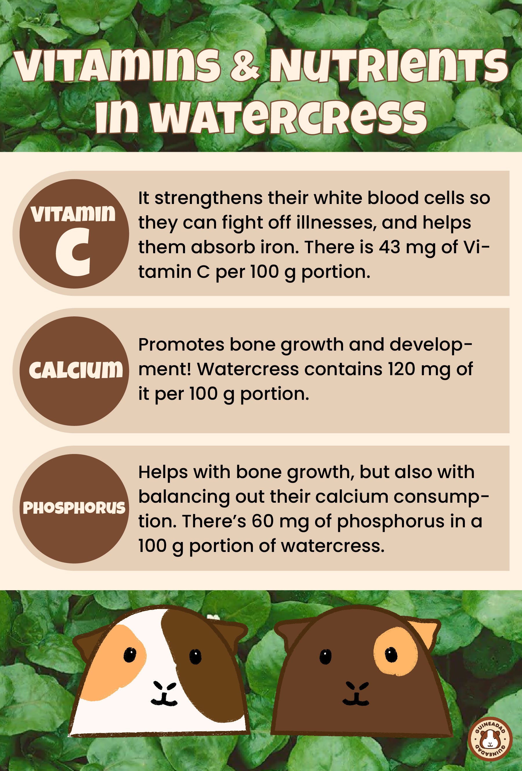 Infographic displaying vitamins and other nutrients in watercress for guinea pigs