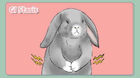 G.I. Stasis in rabbits - Gastrointestinal stasis syndrome