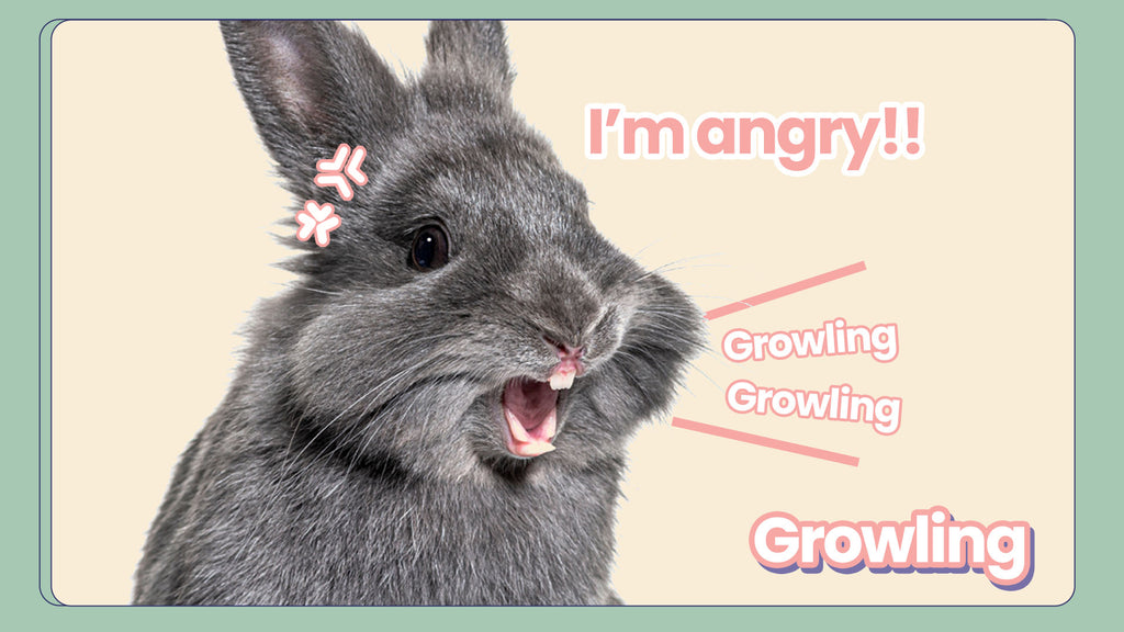 Growling , rabbit growling , bunny growling , rabbits growling , rabbit growl , bunnies growling , bunny growl , rabbit mute chat sounds , bunny sounds , rabbit noises , bunny noises