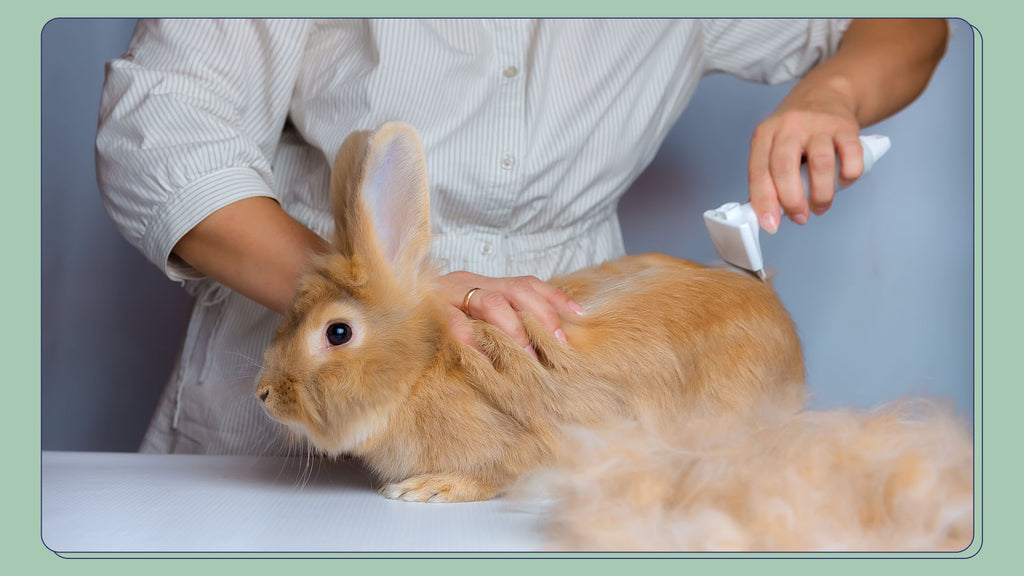 Grooming your pet rabbit
