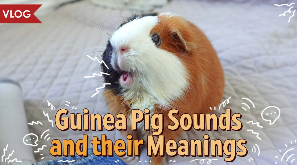 Guinea Pig Sounds and Their Meanings!