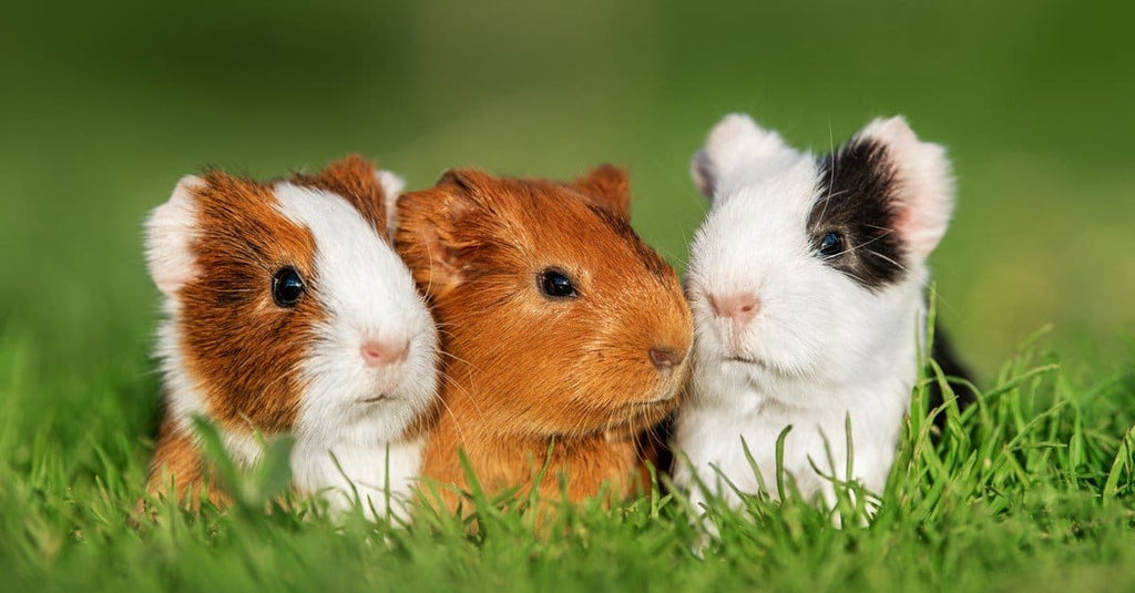 cute guinea pigs