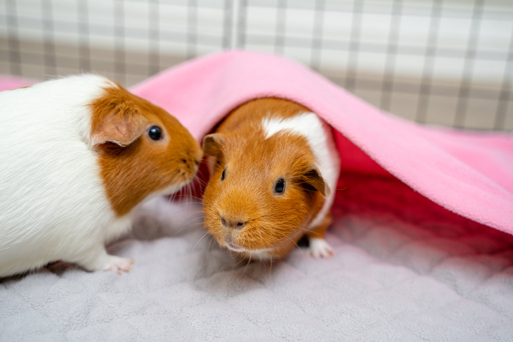 Guinea pig bedding - GuineaDad Liner for guinea pigs