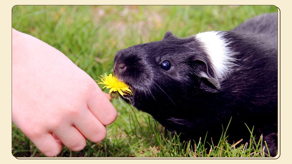 Can guinea pigs have dandelions?