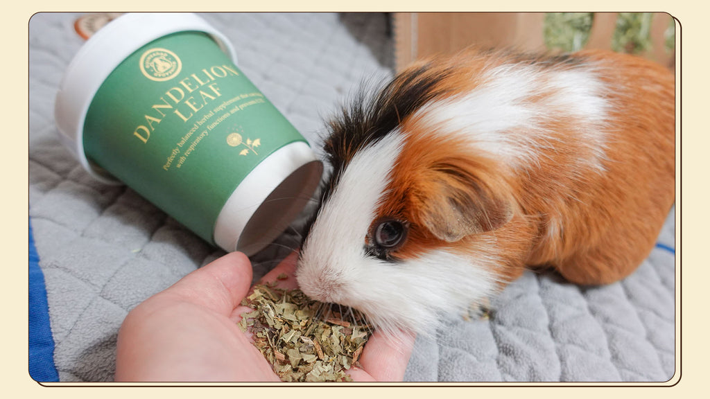 GuineaDad Dandelion Treat Cup snack for guinea pigs - "healthy guinea pig treats"