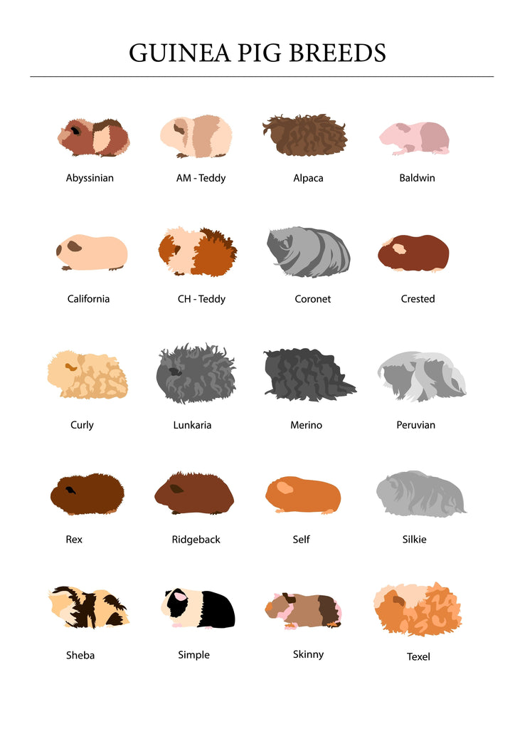 guinea pig breeds , different breeds of guinea pig ,