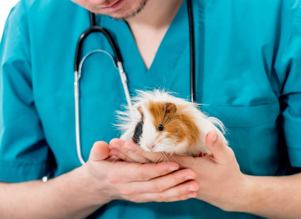 treatments for guinea pig arthritis