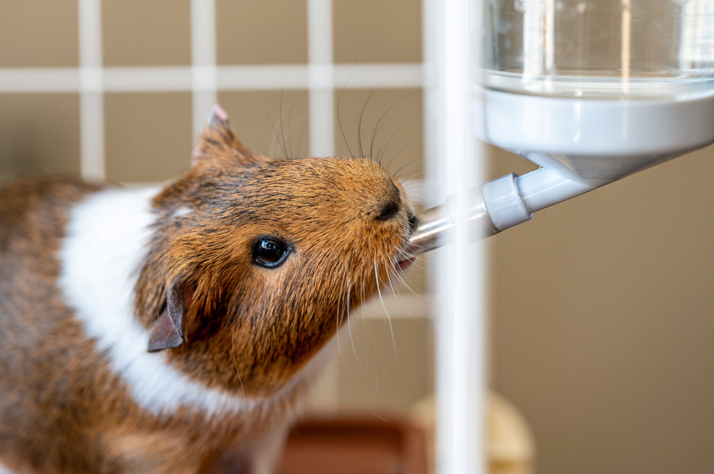 A ginnie pig drinking water - healthy guinea pig