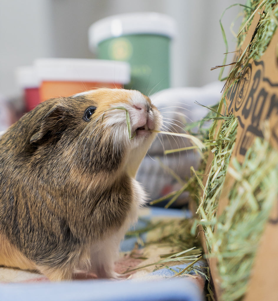 "What do guinea pigs eat?" GuineaDad Timothy hay!
