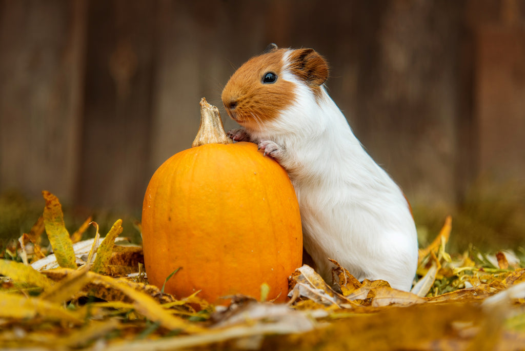 guinea pigs pumpkin halloween