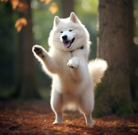 prancing husky, happy dog