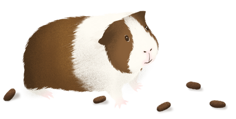 what do normal guinea pig poop look like? They are uniform in shape, brown in color, and do not really smell!