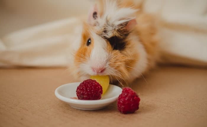 Guinea pig eating raspberries