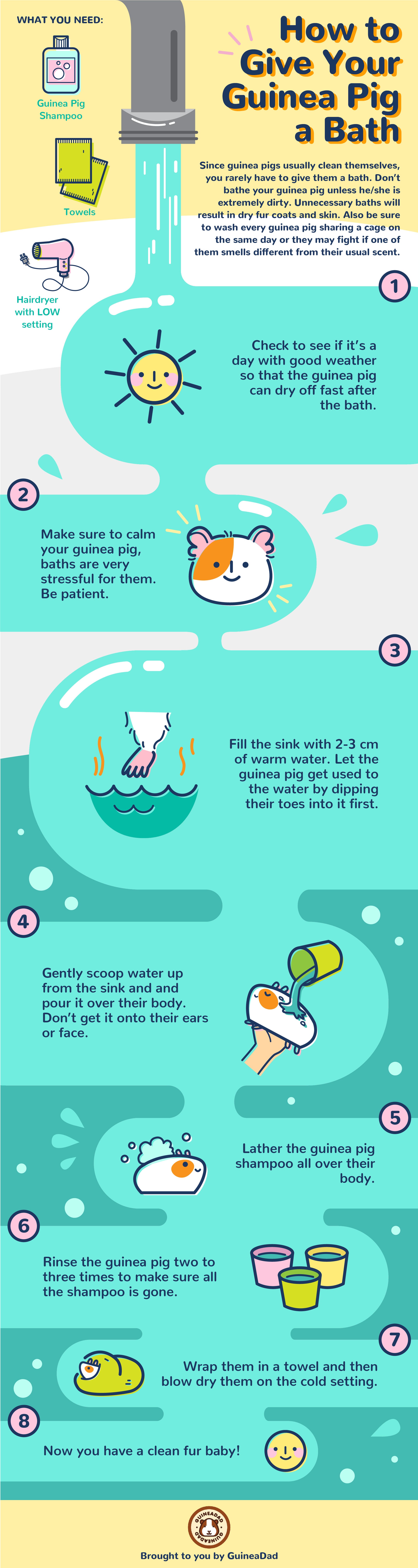 how to bathe your guinea pigs infographic