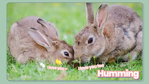 Humming , rabbit humming , bunny humming , bunny hum , rabbit hum , rabbit mute chat sounds