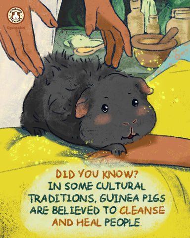 Where do guinea pigs come from?