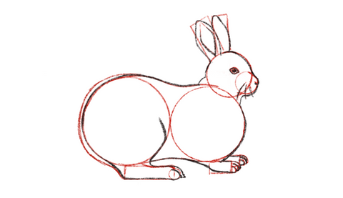 how to draw a bunny