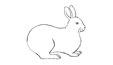 how to draw a rabbit