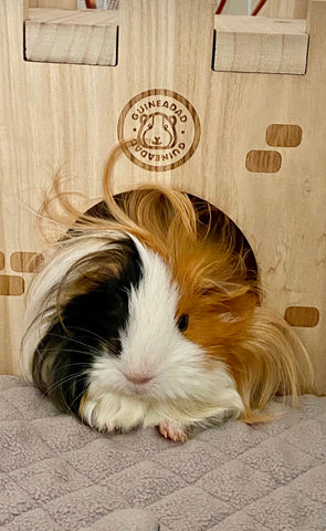 Guinea pig laying inside wooden castle