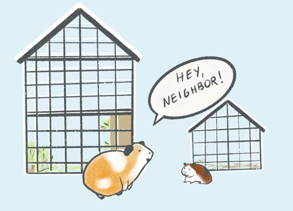 guinea pig hamster difference